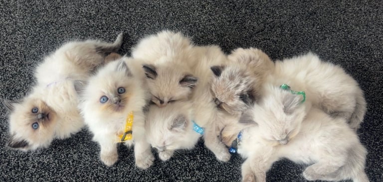 Beautiful Ragdoll Kittens ready to be rehoused! 💙
