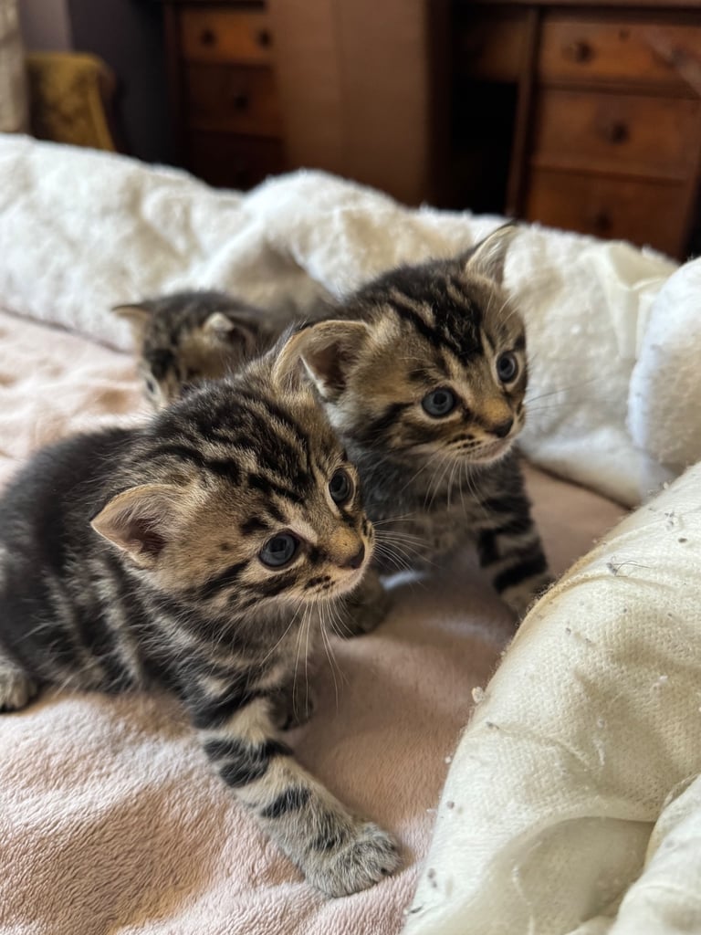 Tortoiseshell Kittens (Boys) Ready for new Homes
