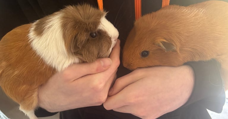 image for 2 female guinea pigs for rehoming