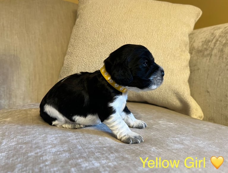 ✨ Show Cocker Spaniel Puppies For Sale ✨