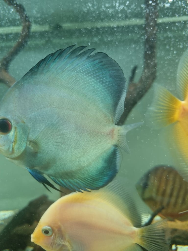 Discus Fish.        
