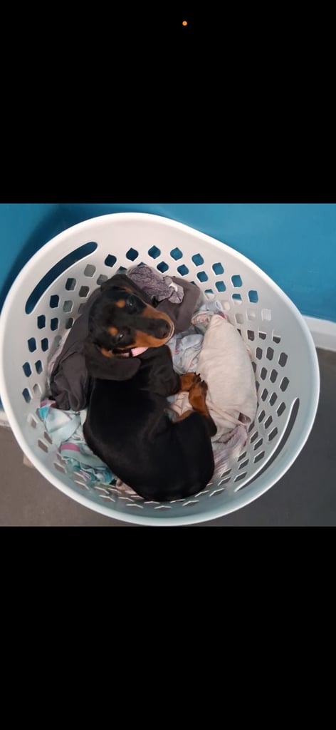 image for Miniature dachshund 
