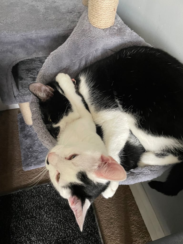 Male and female cat for adoption 
