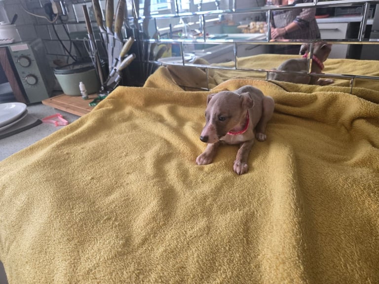 Whippet pups for sale 