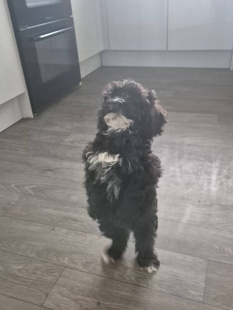 F2 COCKAPOOS FAMILY-REARED PETS