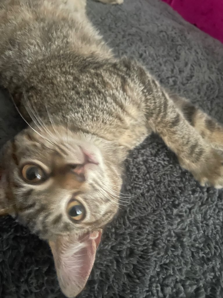 Tuxedo and tabby kitten