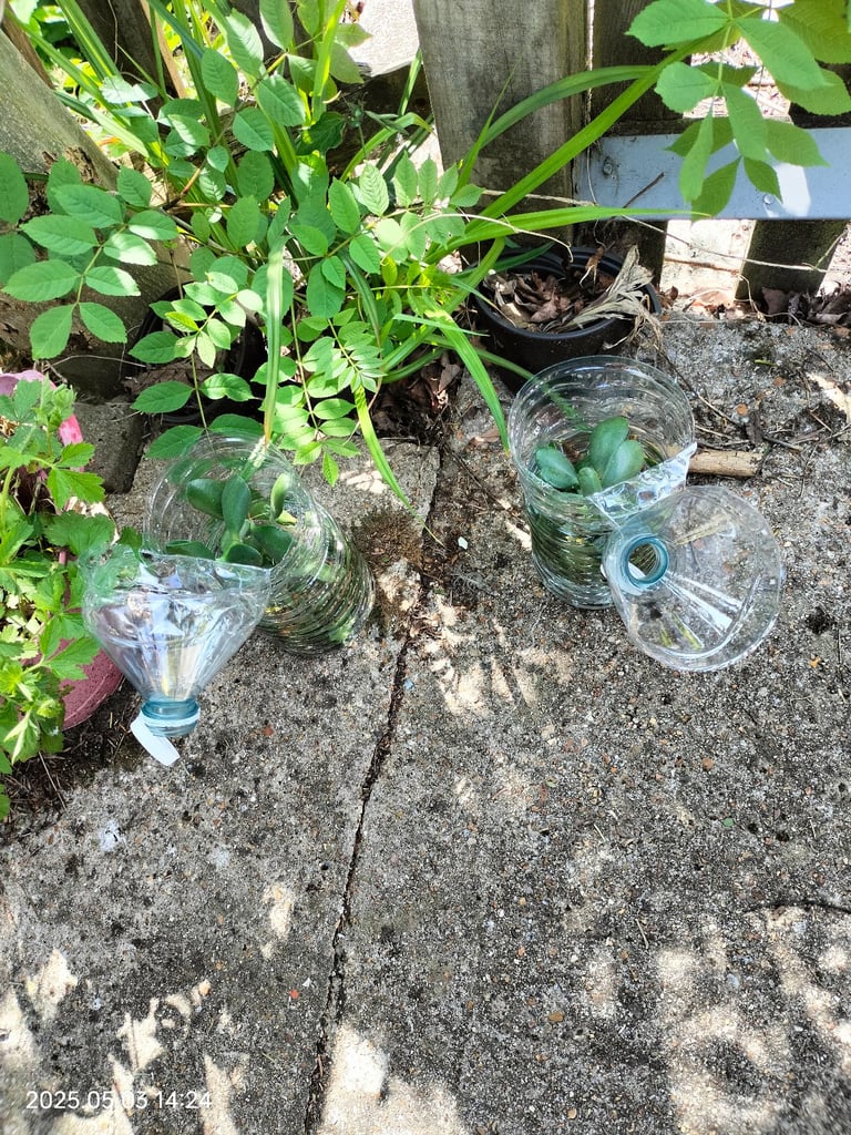 Money plant Chinese Jade plant cuttings leafs can deliver free Southampton 