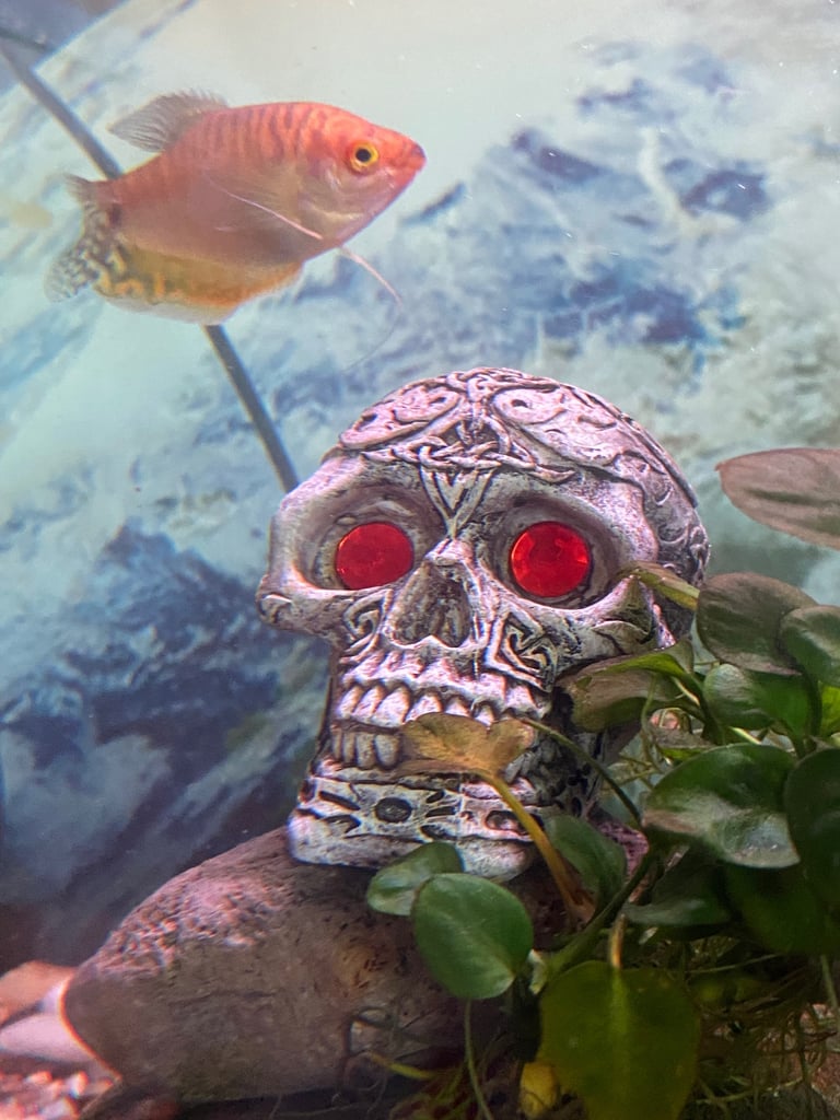 Aquarium with fish