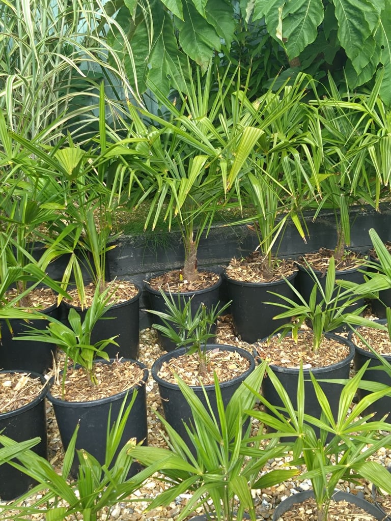 End season palm tree sale 