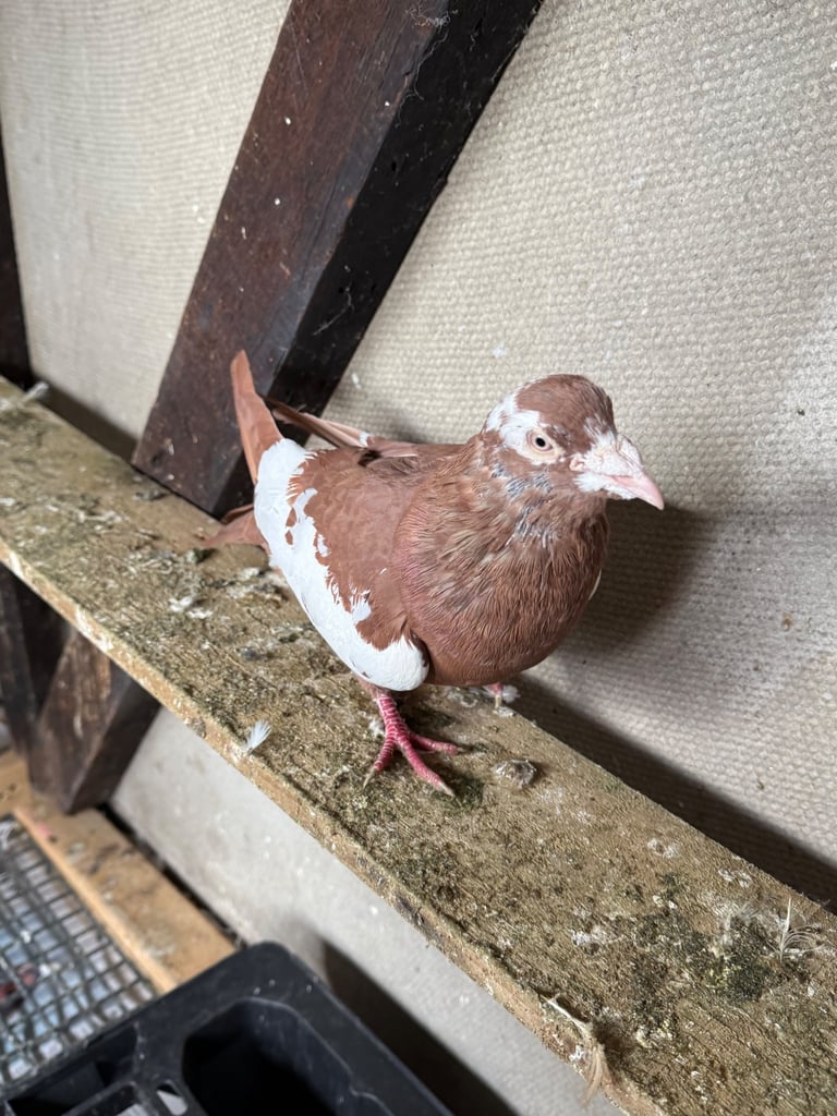 Afghan pigeons 