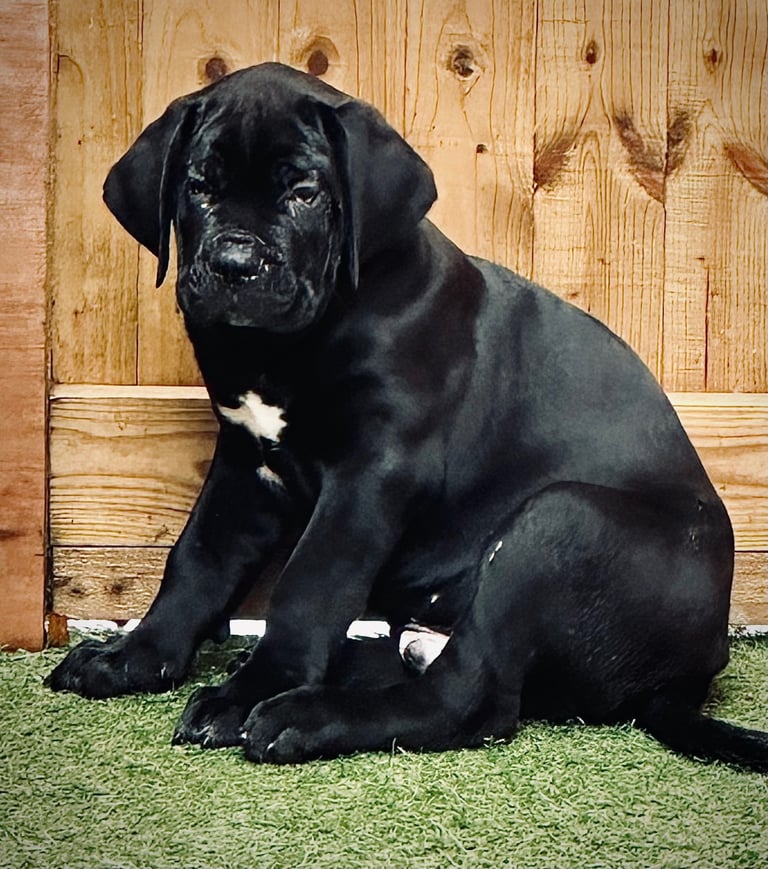 Elite Champion Bloodline Cane Corso puppies