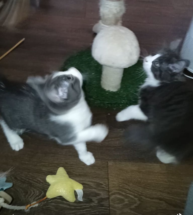 Ready now! Pair of kittens 