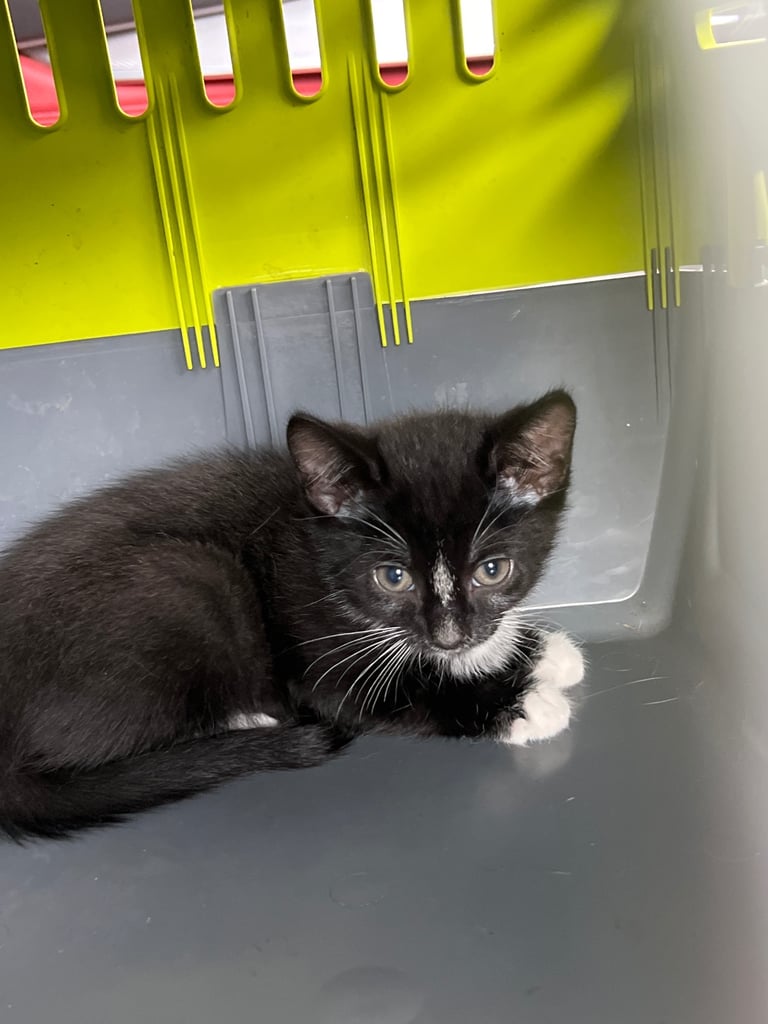Kitten 