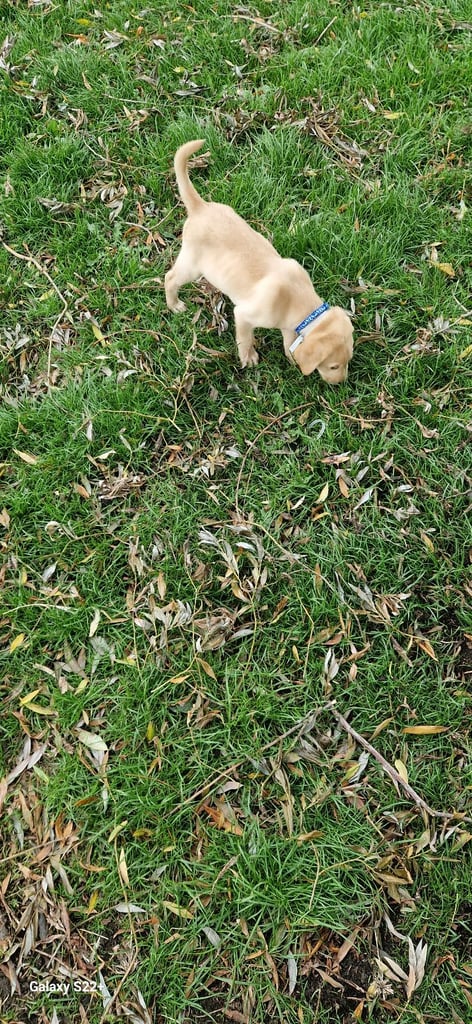 Lab puppy golden