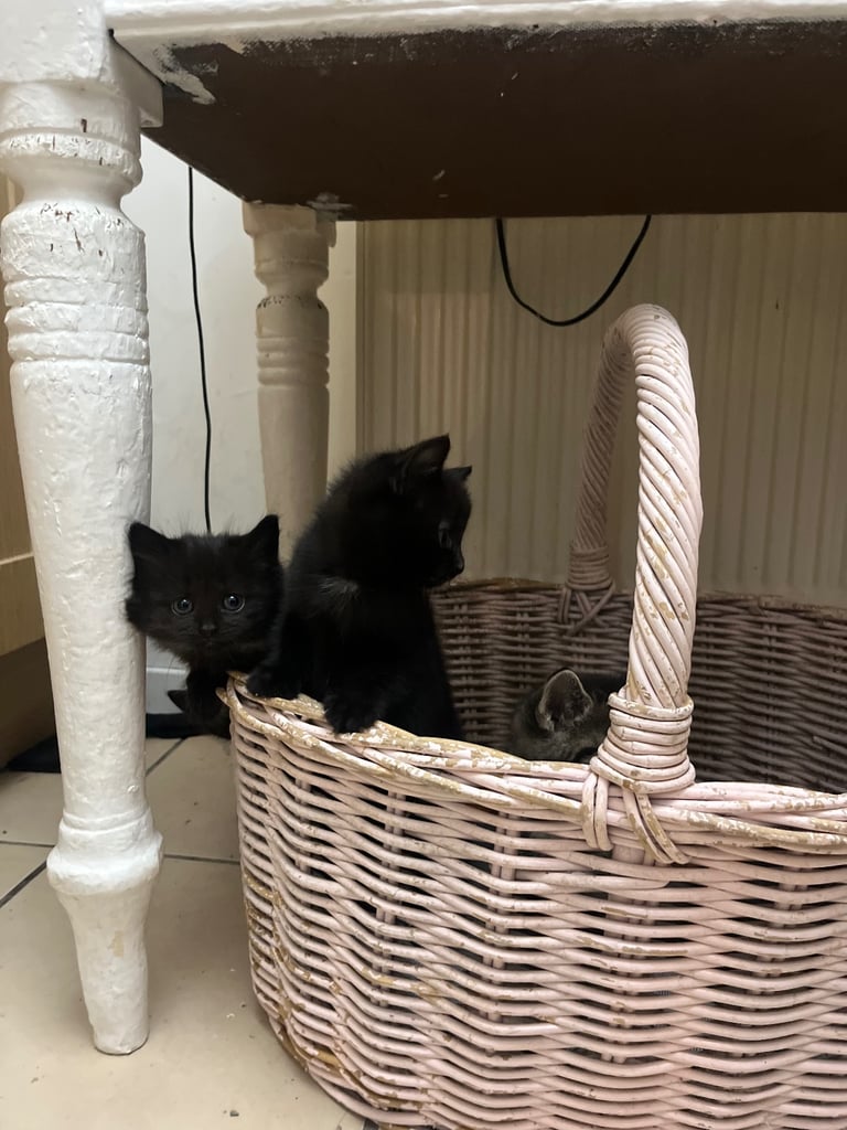 Fluffy Kittens For Sale (1 LEFT) 