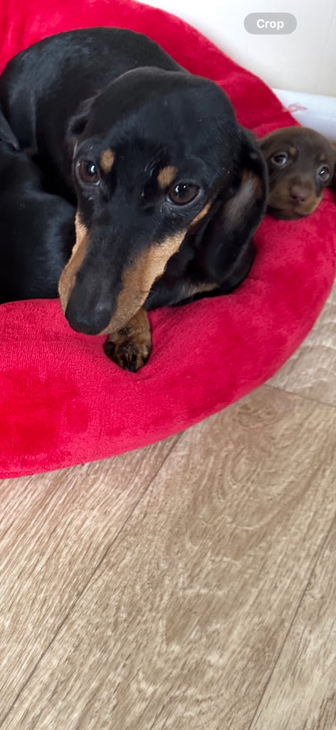 Miniature Dachshunds 