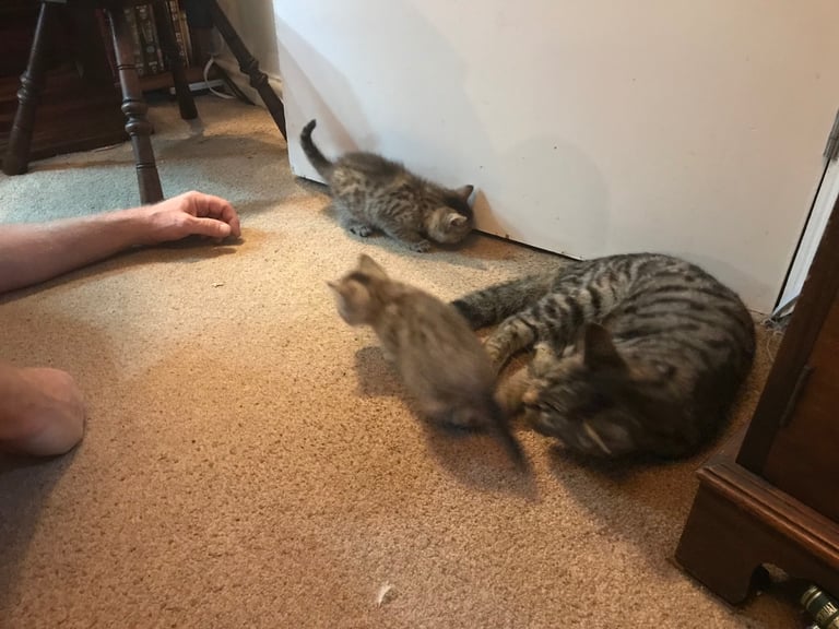2 Beautiful Fluffy Tabby Kittens for sale