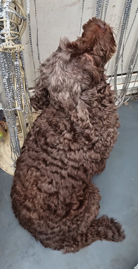 Female chocolate cockapoo 