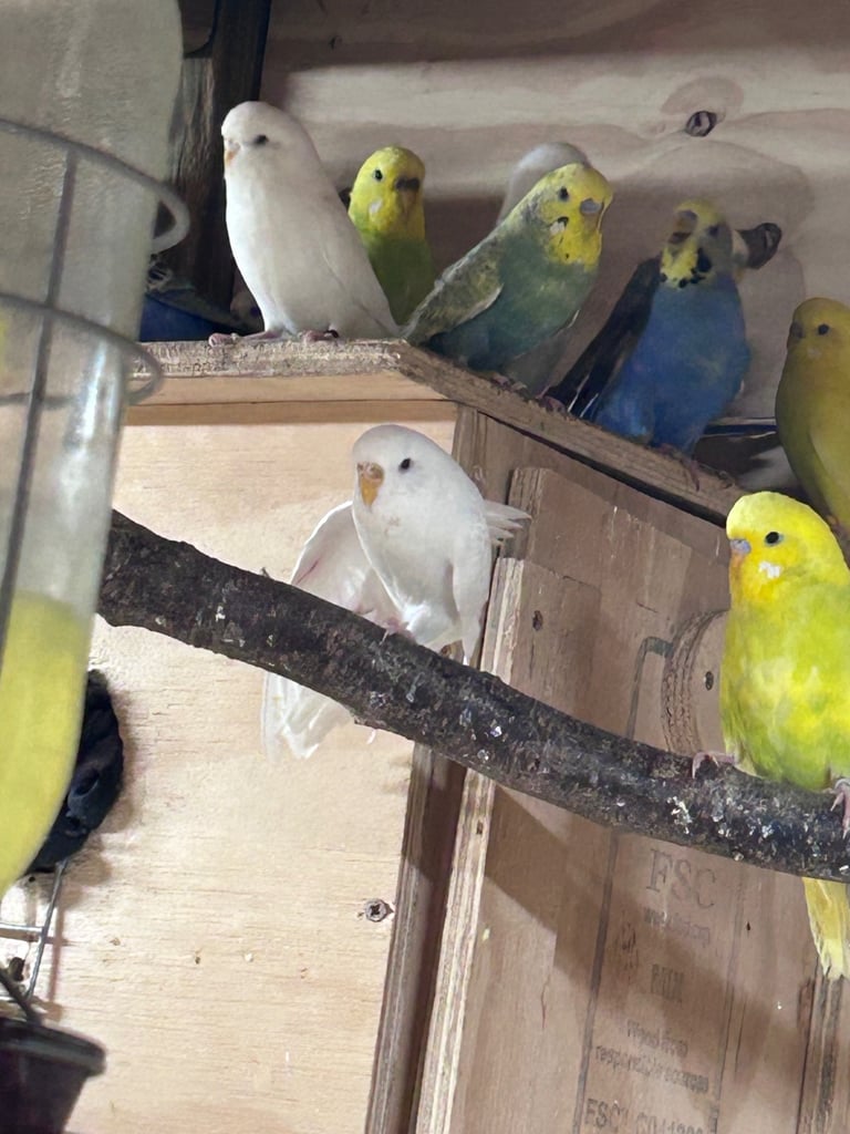 Beautiful baby budgies