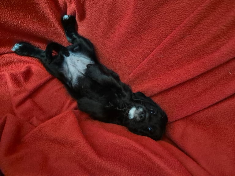 Poodle cross puppies for sale