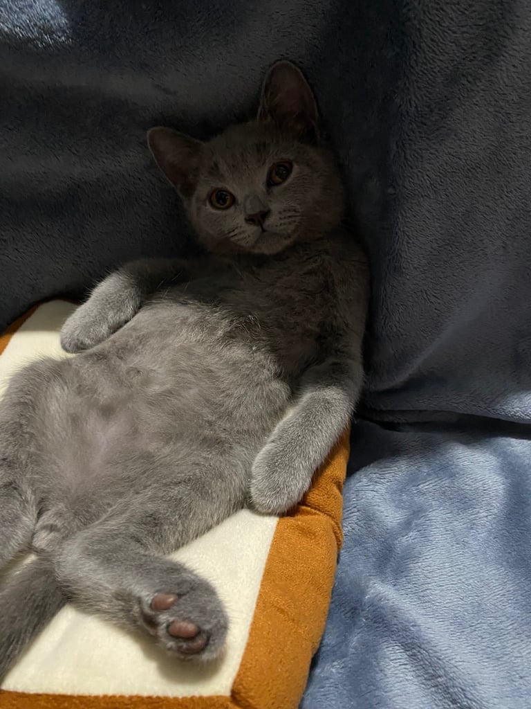 ✨Adorable British shorthair kittens ready to leave!✨
