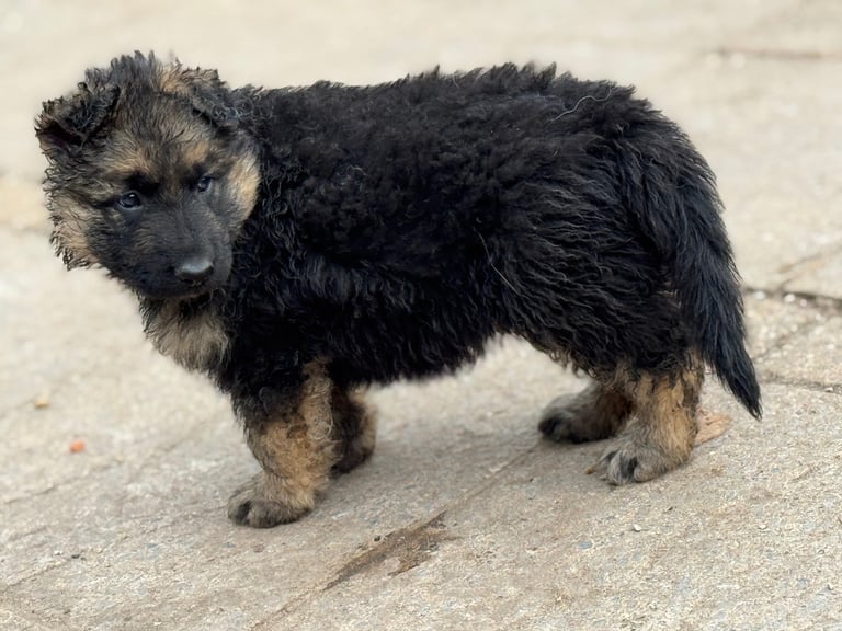 4 x bitches ready 1 week! 21/10/25 gsd pups German shepherd puppies! Lovely temperments! 