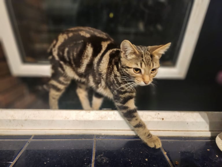 2 Beautiful girls looking for New homes