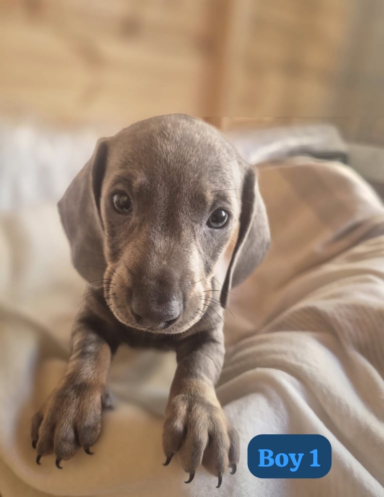 Dachshund Puppies