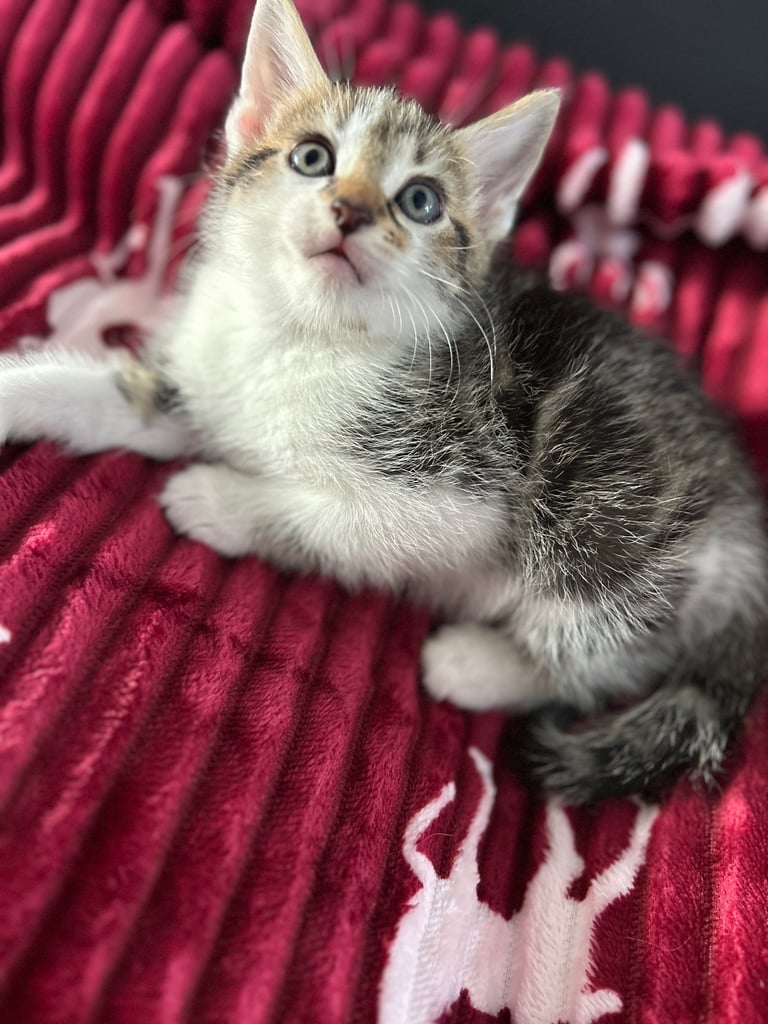 5 kittens (three left )