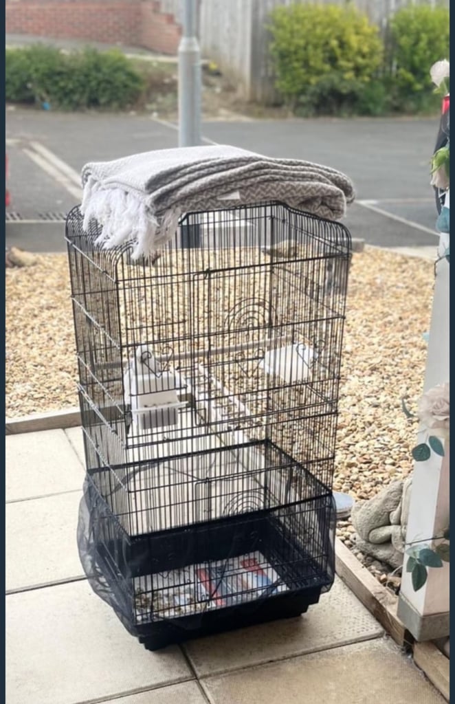 Bird cockatiel and cage 