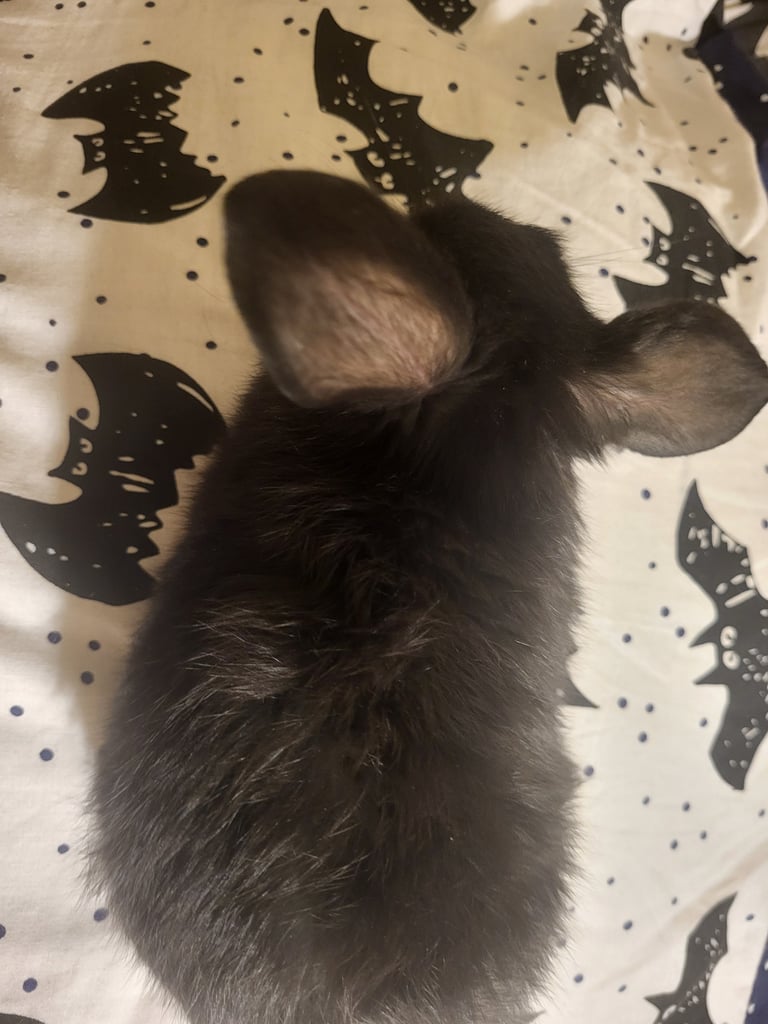 4 black baby lionlops 