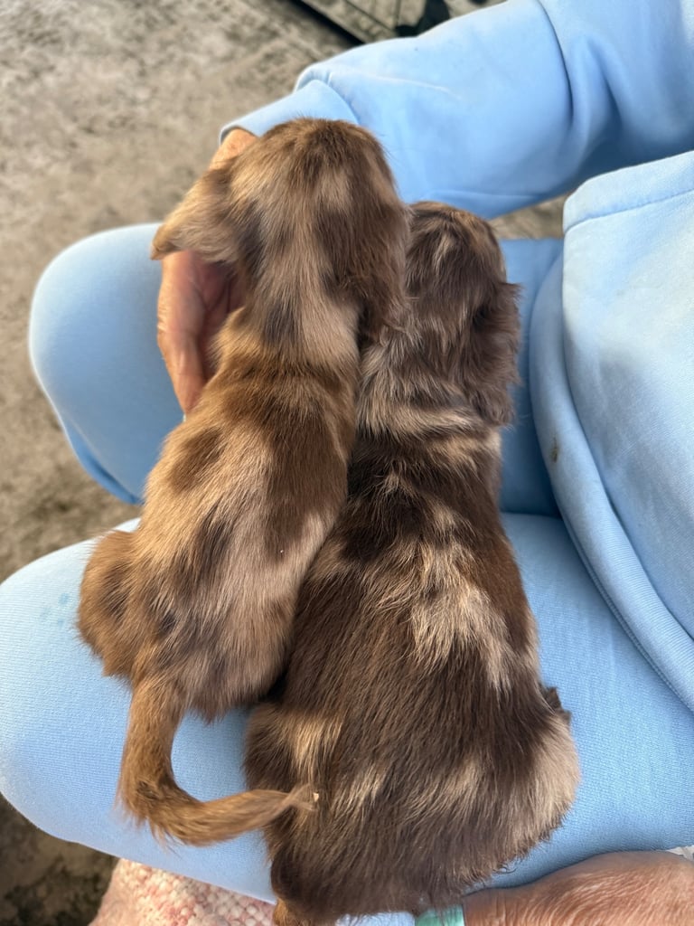 Chocolate fluffy Dauchshund merl