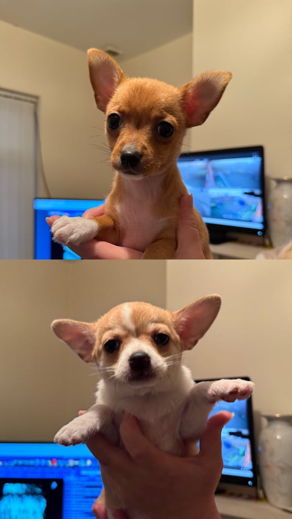 2 Female Chihuahua Puppies
