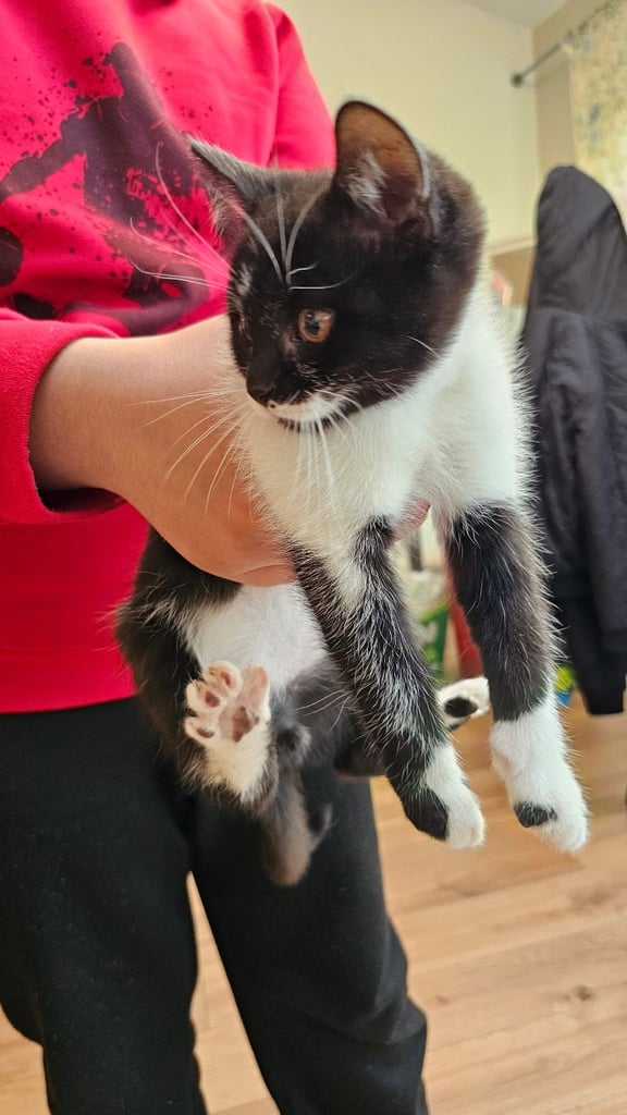 British short hair tabby Kitten for sale 