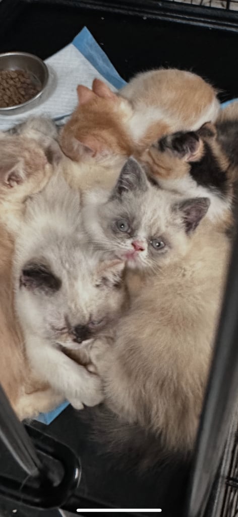 Persian Kittens For Sale