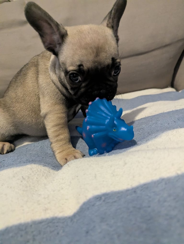 French Bulldog Puppies 