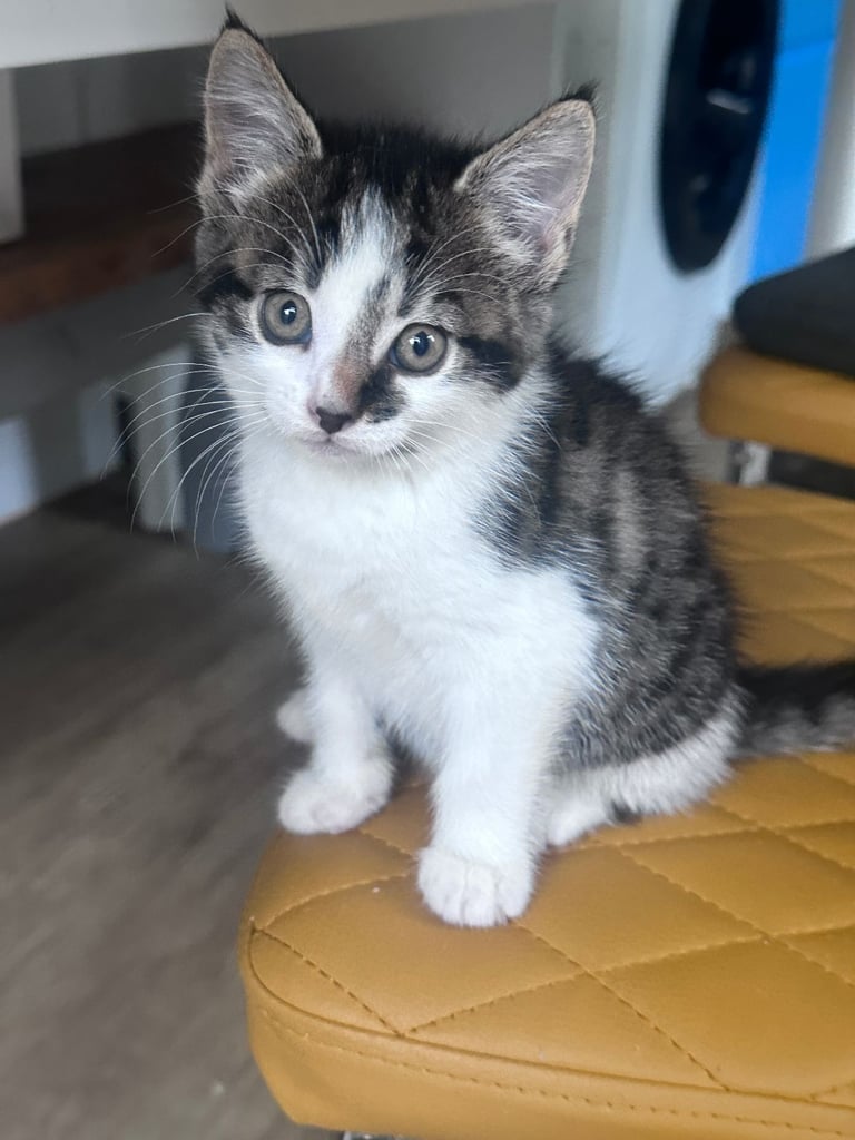 🐾 Adorable 3 male Kittens Ready for Their Forever Homes! 🐾