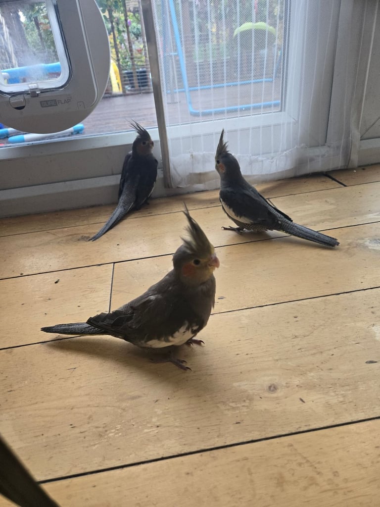 Cockatiel in London Pets Gumtree