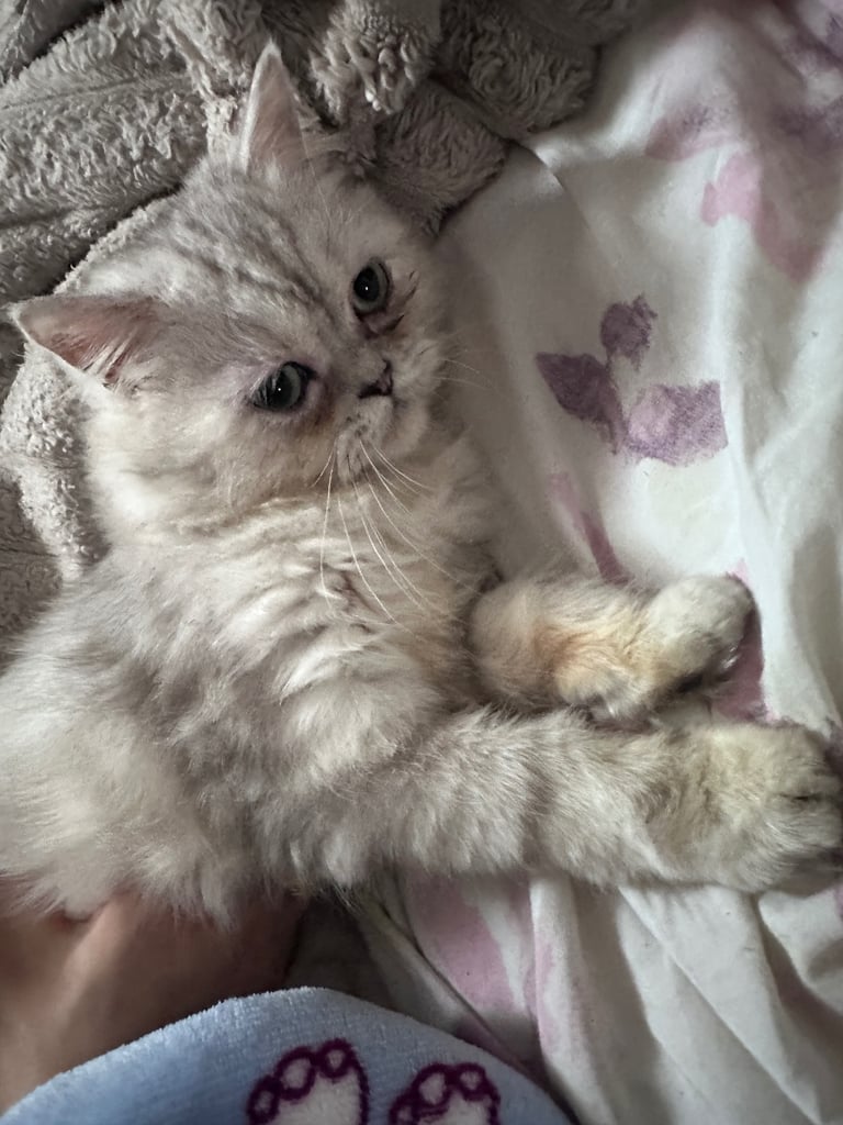 Chinchilla Persian kitten for sale! ONLY ONE LEFT!!