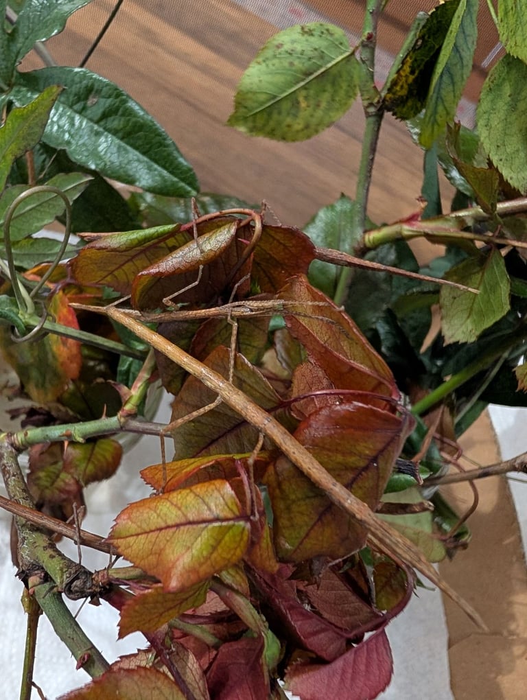 image for Stick insect enclosure 