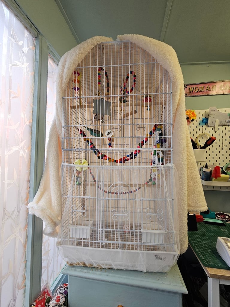 2 male budgies for sale