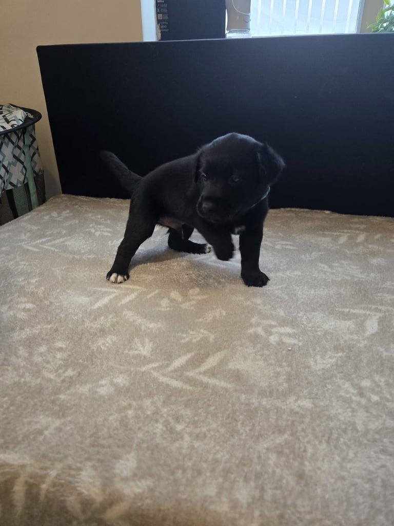 Goldador x Labrottie Miniature Puppies for Sale 