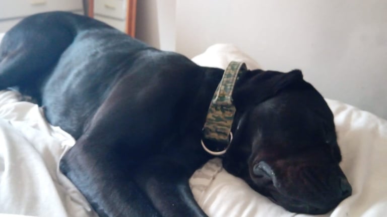 Cane corso 1 year old