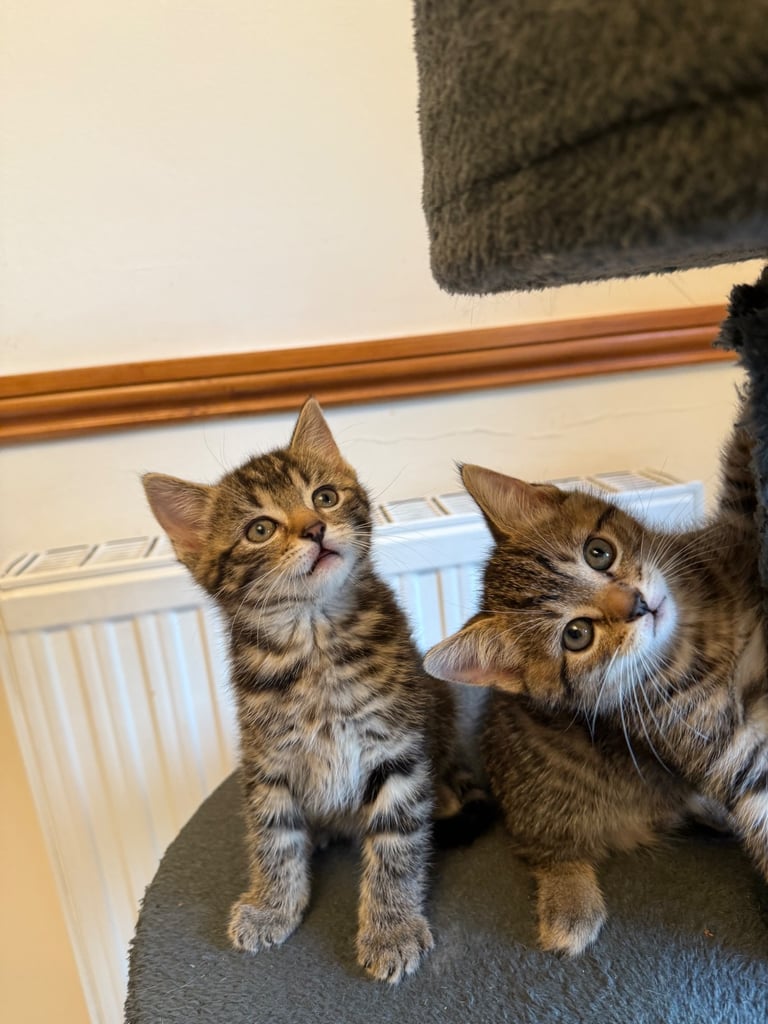 4 x kittens for sale 