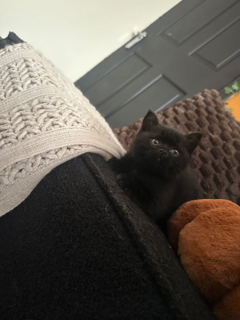 Black British Shorthair - Kitten