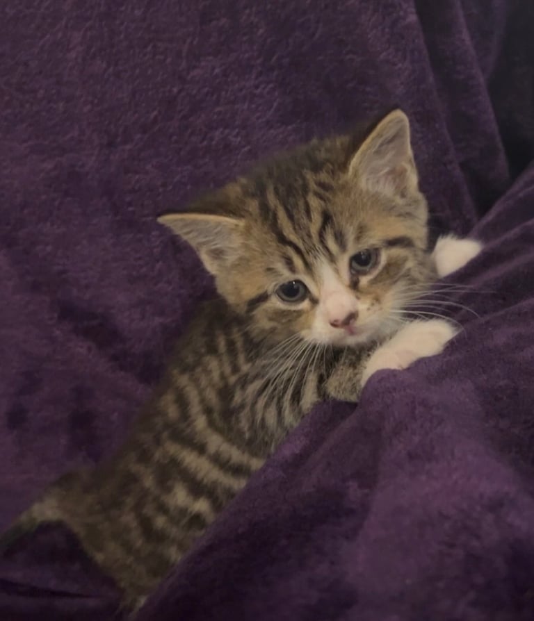 image for Sweet British Shorthair Kitten Ready for a Loving Home