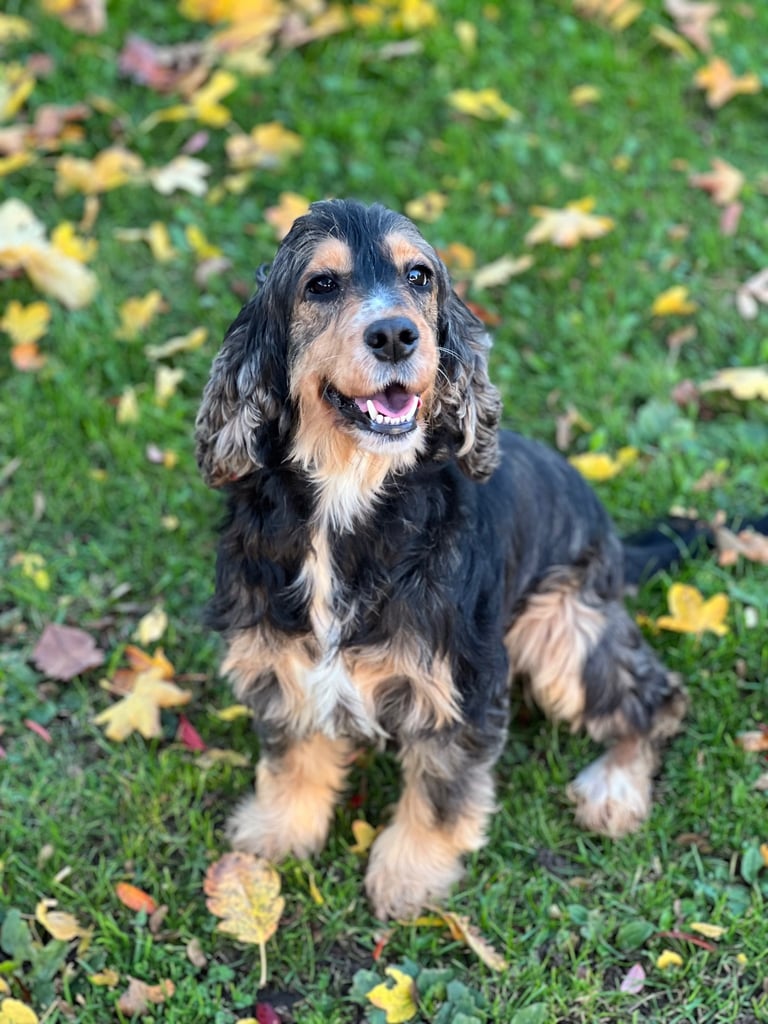 Show Type Cocker Spaniel Girl