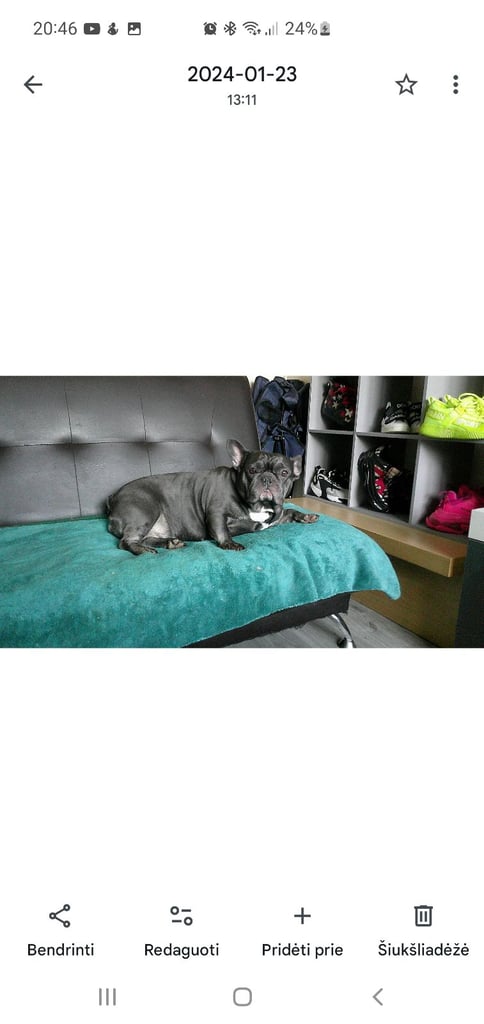 Chihuahuas and French bulldog 