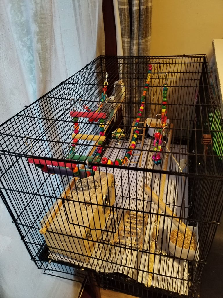 Budgie