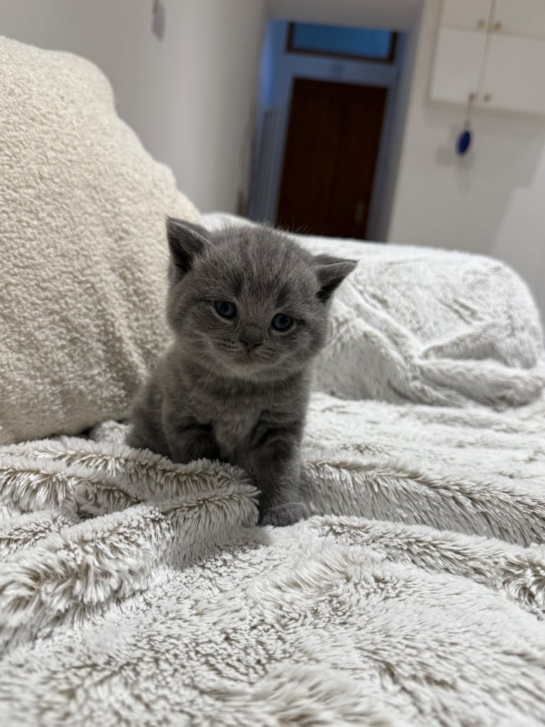 BSH kittens - All SOLD 